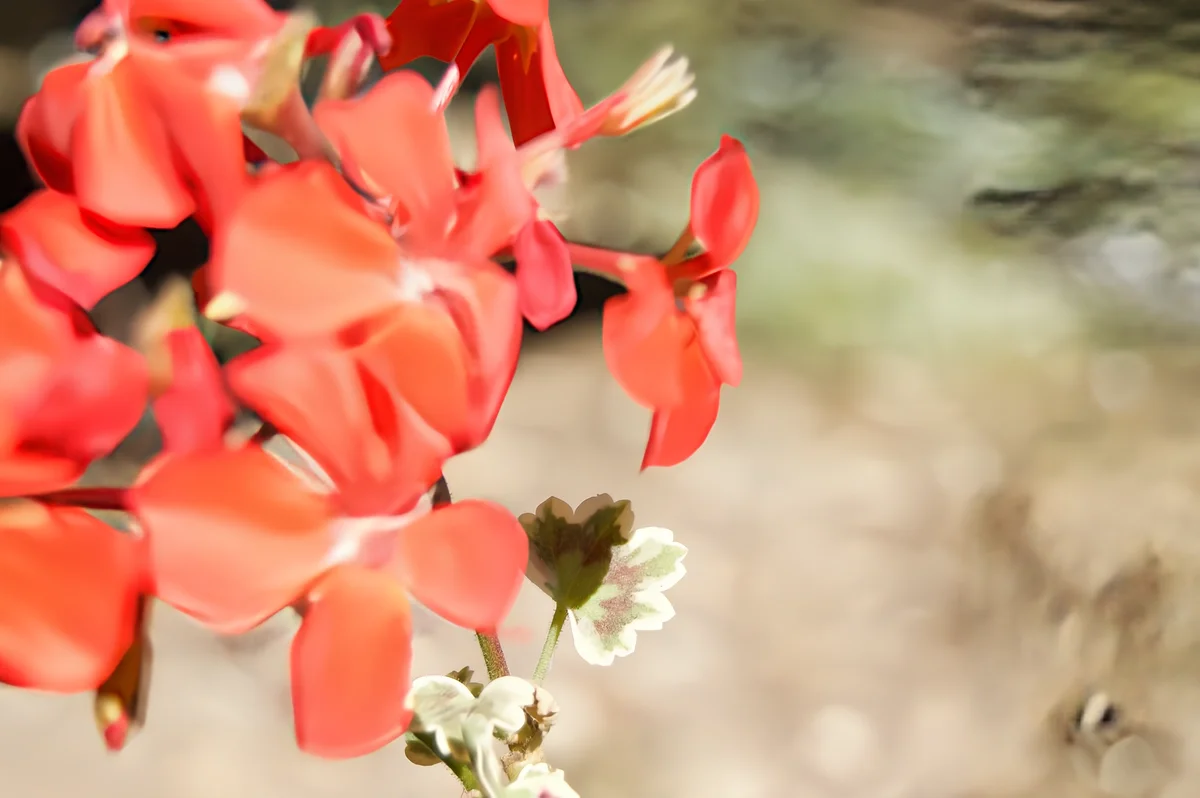 Sharp photo after AI deblurring — motion blur removed and fine detail restored