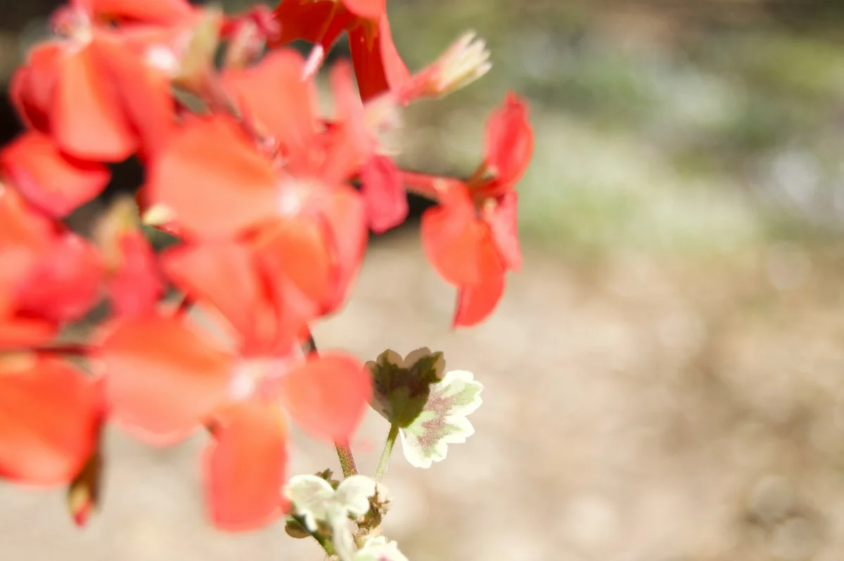 Blurry photo with motion blur before AI deblurring